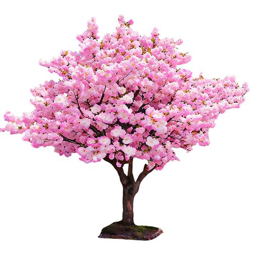 日本樱花树苗木庭院南北方种植盆栽大绿化风景树苗室外花卉早晚樱