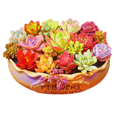 多肉植物新手室内四季好养活玉露钱串吸财树组合盆栽小绿植精选肉