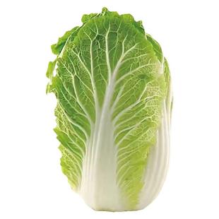 虫眼白菜云南正宗农家自种蔬菜黄心白菜现摘新鲜高原大白菜煮火锅