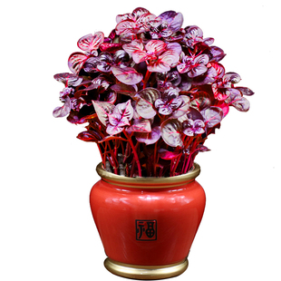 钱多多盆栽福禄桐办公室内花卉客厅好养招财植物四季常青桌面绿植