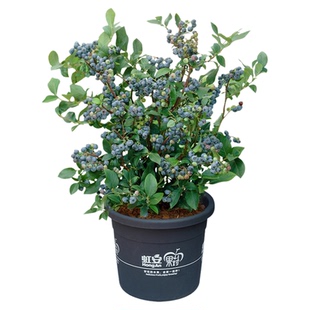 虹越蓝莓树果苗盆栽四季南方北方种植阳台庭院水果追雪