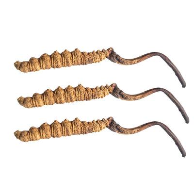 宜样冬虫夏草西藏那曲虫草干货