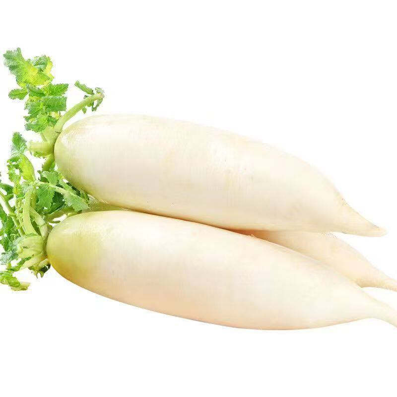 湖北农家现挖白萝卜脆甜生吃