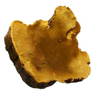 桑黄 野生桑黄 500g桑黄菌茶桑黄灵芝盒装非西藏桑黄