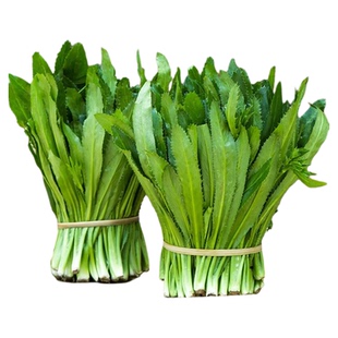 云南特色缅甸芫荽刺芫荽种子越南野香菜刺芹缅芫荽香菜阿佤芫荽