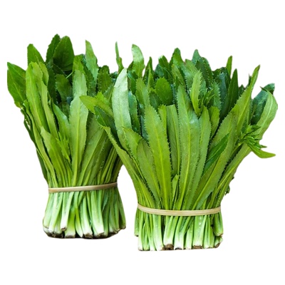 云南特色缅芫荽刺芹种子