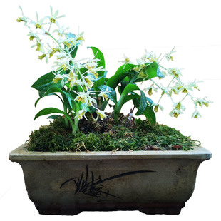 虎牙石斛缅甸纯原生种袖珍奇花异草雨林缸造景像老虎牙齿药用很好