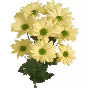 东篱园艺荷兰切花菊苗三文鱼斑纹菊爱之香槟吉姆粉多年生雏菊花苗