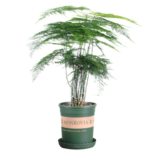 大文竹盆栽室内办公桌大颗绿植 吸甲醛植物四季常青盆景净化空气