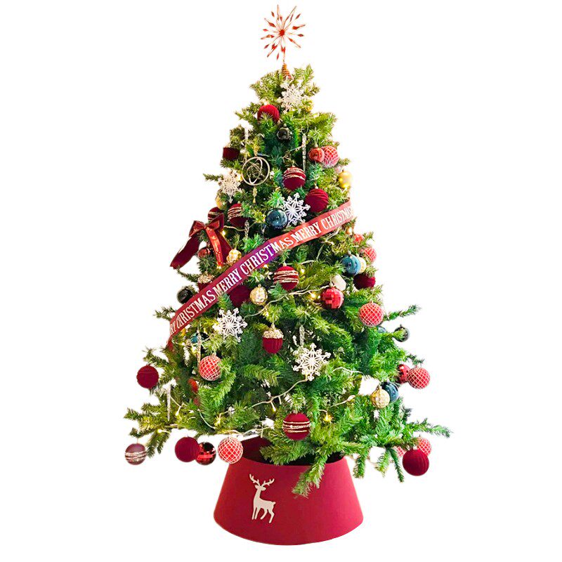 圣诞树鲜活真树挪威云杉树苗客厅室内装饰诺贝松四季常青耐寒绿植