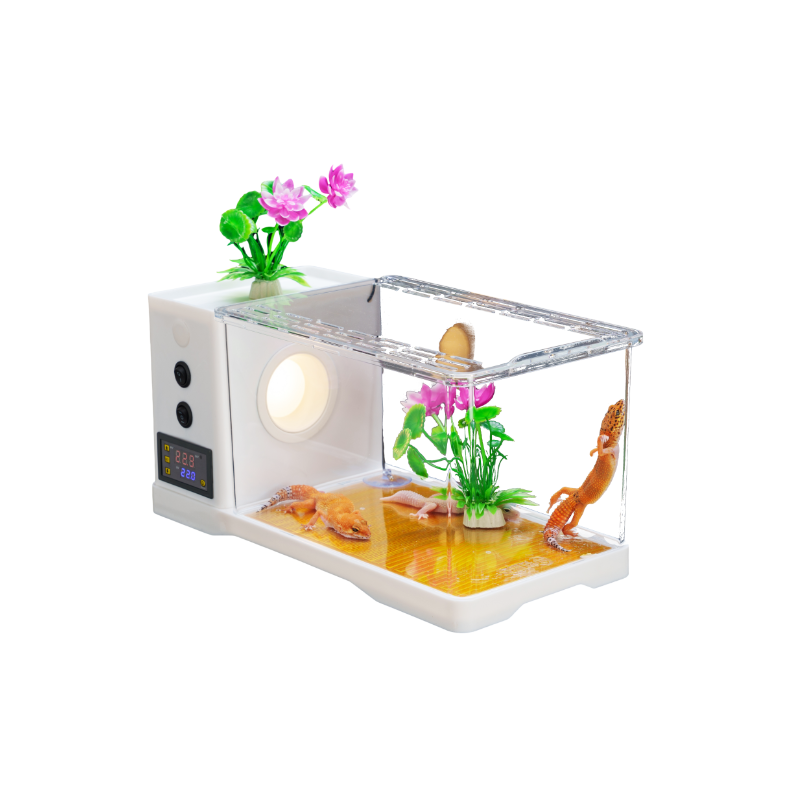 豹纹守宫活体新手入门送饲养套餐