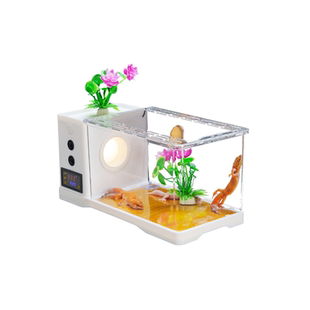 豹纹守宫蜥蜴壁虎爬宠活物手宫小火龙新手入门家养宠物小学生宠物