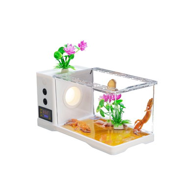 豹纹守宫活体新手入门送饲养套餐