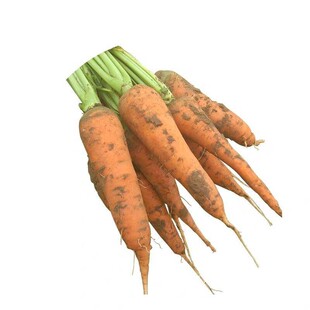 【顺丰包邮】10斤农家新鲜嫩甜胡萝卜红皮萝卜湖罗卜非青萝卜蔬菜