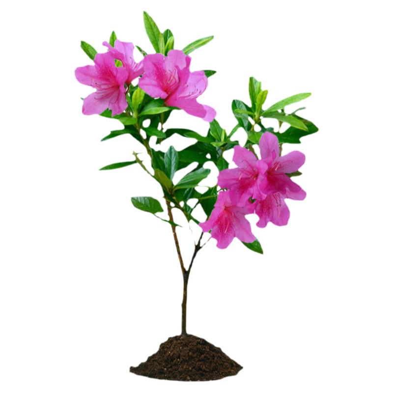 毛杜鹃花苗树苗四季常青室外庭院植物绿化带篱笆工程色块苗杜鹃花