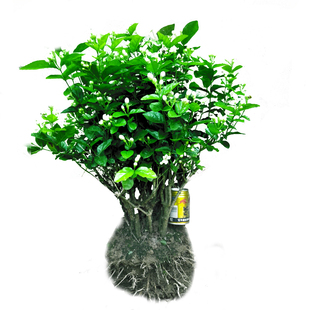 何家茉莉茉莉花盆栽老桩盆景花苗泡茶鲜花室内阳台庭院花卉绿植物