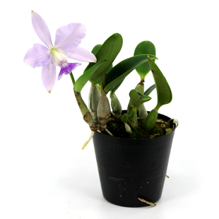 番茄雅韵堂C. walkeriana fma. coerulea 蓝色走路人原种卡特兰