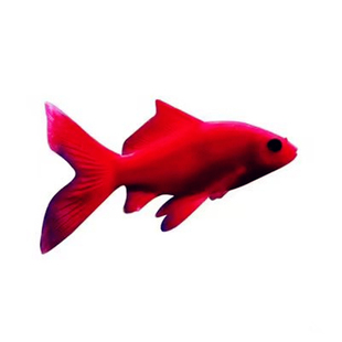 冷水鹦鹉鱼淡水鱼好养耐活体发财鱼活体黄金龙凤锦鲤黑彗星观赏鱼