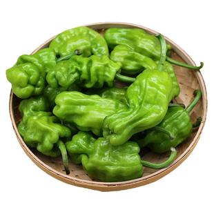 云南新鲜皱皮辣椒虎皮辣椒青辣椒辣味清脆新鲜蔬菜圆椒3斤装包邮