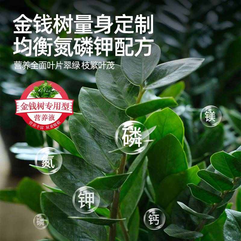 金钱树专用营养液肥料室内盆栽养花卉绿植发财树通用防黄叶液体肥