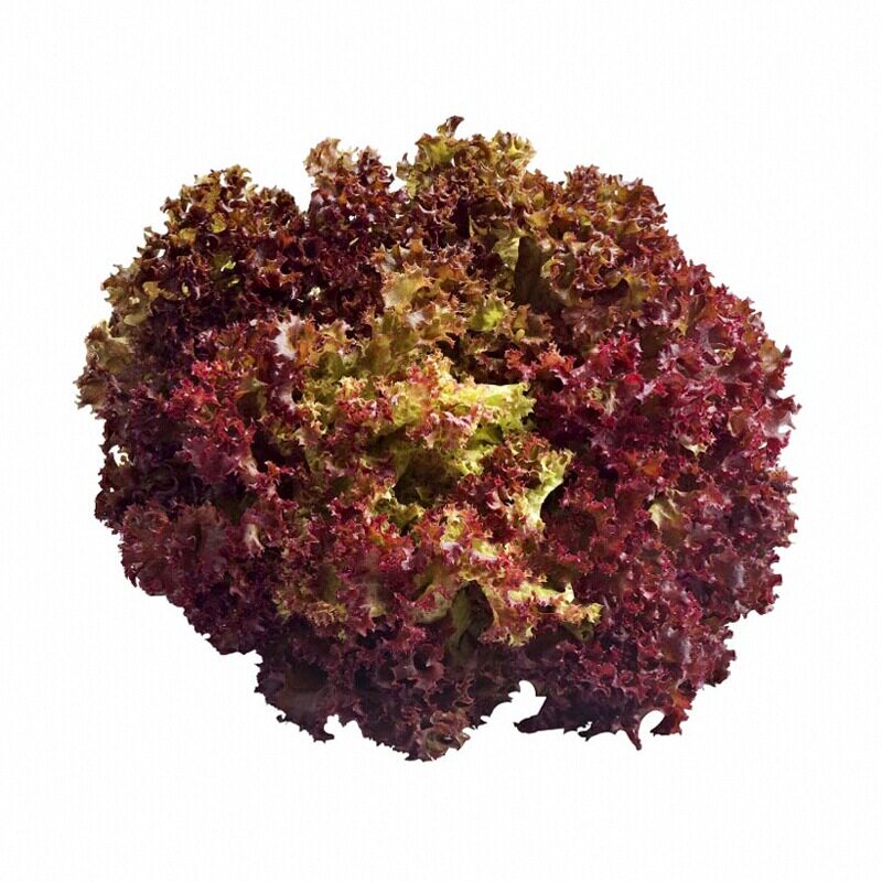 25天开吃红皱生菜苗秧紫色生菜种子大速结球紫罗莎生菜四季带土球