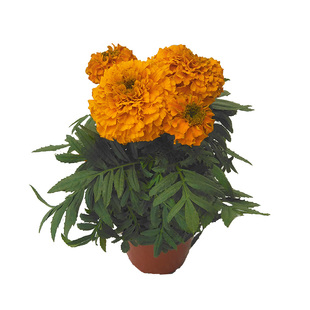 万寿菊种子菊花臭菊四季易活混色臭芙蓉花种籽子驱蚊盆栽种籽花籽