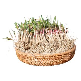 本地红根宽叶韭菜根苗四季根秧苗紫根盆栽苗带土宽叶夏天菜苗批发