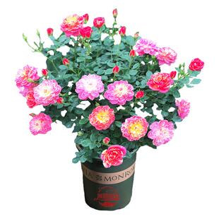 躲躲藏藏月季 超微丰花捉迷藏微月根接阳台矮小盆栽玫瑰多季开花