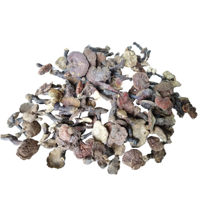 秦岭深山新鲜赤灵芝整枝干货孢子粉泡酒红林芝可切片打粉500g包邮