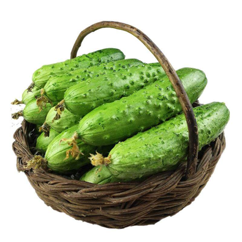 青瓜旱黄瓜沙拉蔬菜生吃小黄瓜