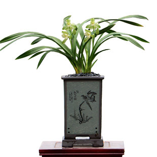 翁源兰花喜花里老种四季建兰名品素君荷七彩玲珑带花浓香好养盆栽