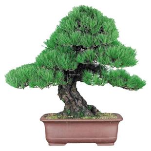 优质黑松苗黑松树苗庭院道路园林盆栽松树苗小苗绿化树苗四季常青