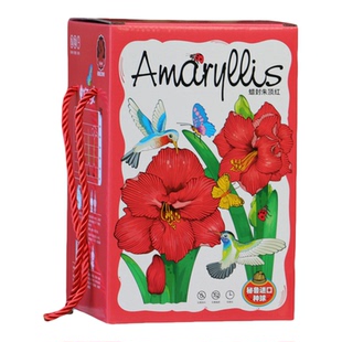 朱顶红蜡球蜡封朱顶红进口花球节日长辈礼品伴手礼贺新年礼物植物