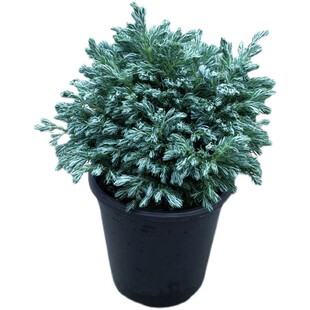 波尔瓦新品蓝湖柏日本花柏蓝冰柏客厅阳台花卉小盆栽室外耐寒包邮