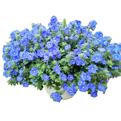 蓝星花盆栽蓝星花阳台庭院客厅