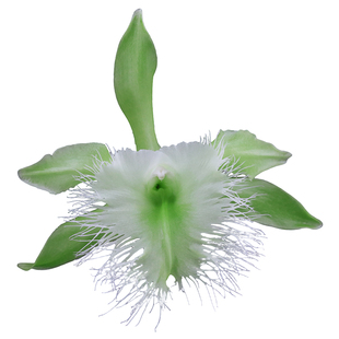 番茄雅韵堂Rl. digbyana ‘Gensri' 坚士利大猪哥原种卡特兰兰花