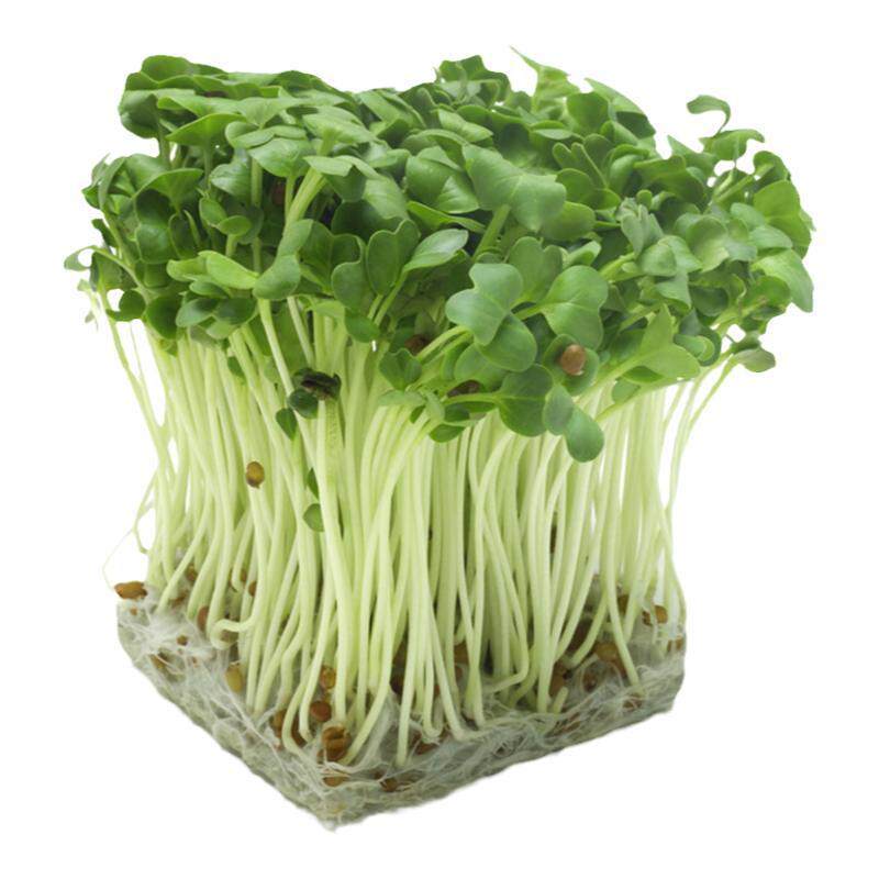 黄豆芽菜种籽种子发豆芽水培蔬菜小麦香椿豌豆花生松柳苗绿豆四季