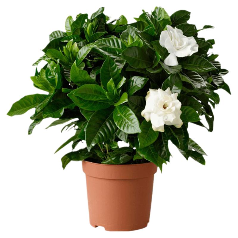 精品栀子花新手首选易养活包对版