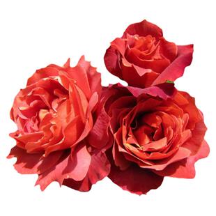 新西兰品种月季花苗盆栽火热巧克力阳台多花玫瑰四季浓香花卉植物