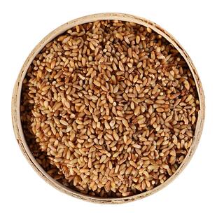 康美 柏子仁 10g 中药材店铺中药饮片柏仁 柏子柏实侧柏仁山东产