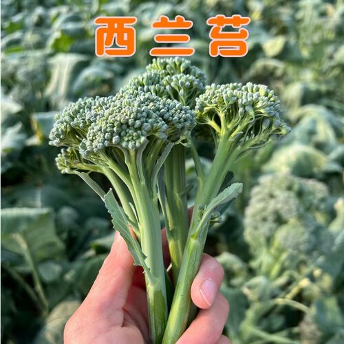 湖北新鲜甜杆西兰苔绿色长杆西兰花芥兰当季新鲜蔬菜