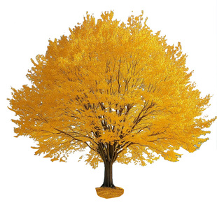 金叶银杏树活苗白果室外别墅地栽南北方种植大型绿化行道风景树苗