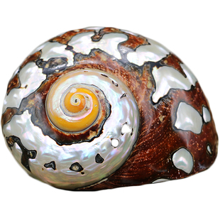 寄居蟹大号替换壳～大号贝壳装饰壳天然海螺水族造景素材巨无霸壳