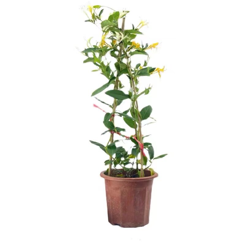 金银花树苗爬藤可食用泡茶药用