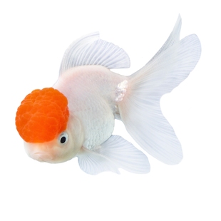 小型观赏鱼苗小金鱼活鱼小锦鲤鱼活体冷水鱼苗风水鱼龙睛红头泰狮