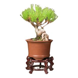 黄山松文人曲干造型盆景松树老桩四季常青老桩好养办公室茶桌摆件