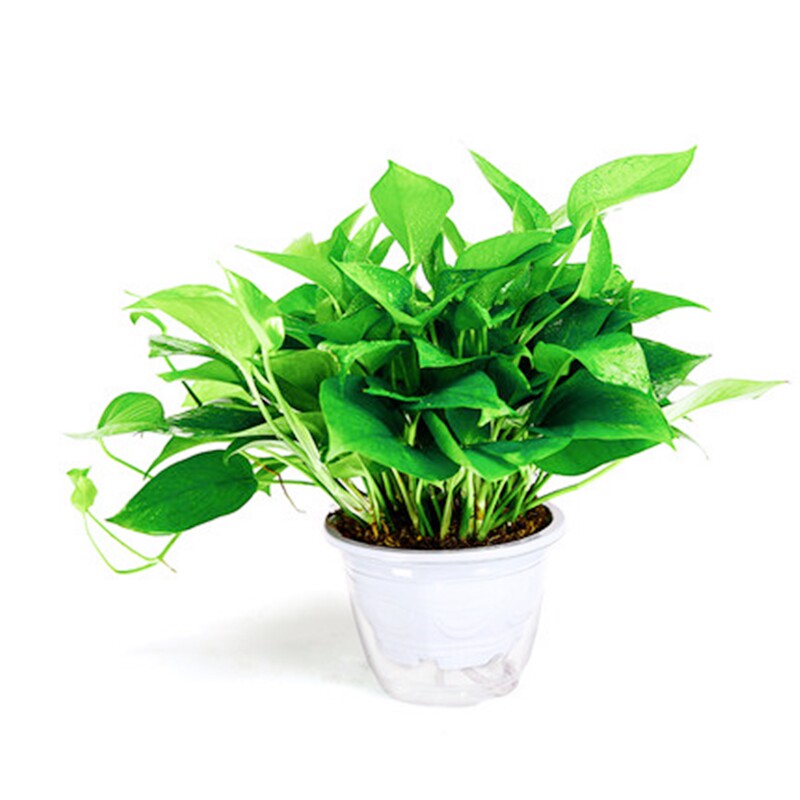 西安同城绿萝绿航盆栽植物室内