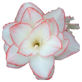 曦荷朱顶红种球 球迷A3羲和 复瓣双瓣