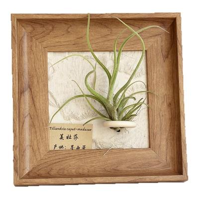 创意礼物桌摆手工定制空气凤梨