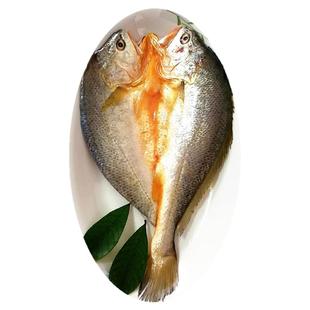 福建宁德大黄鱼脱脂开背醇香黄鱼鲞三去黄花鱼鲞